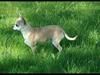 Chihuahua Annabell [Tidl. hund]