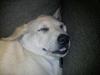 Labrador retriever Karla