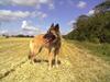 Belgisk hyrdehund Bonnie