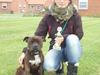 Staffordshire bull terrier Carlos 
