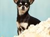 Chihuahua Chihuanas La Liga - Soya