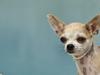 Chihuahua 1414s Cindy