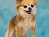 Chihuahua Balle-Balou