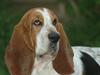 Basset hound Cookie