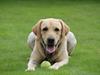 Labrador retriever Taco