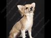 Chihuahua Chi Chi