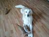 Golden retriever Hot news The saint/ Valdemar [Tidl. hund]