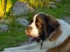 Sankt bernhardshund Newton 