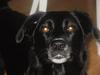 Labrador retriever Malu *-: