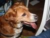 Nova scotia duck tolling retriever Chang [ Himmelhund]