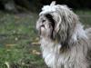 Shih tzu Taybes Laban
