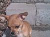 Chihuahua DAISY