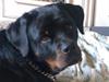 Rottweiler Augusta Rottweiler Augusta