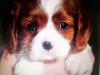 Cavalier king charles spaniel Yadi 