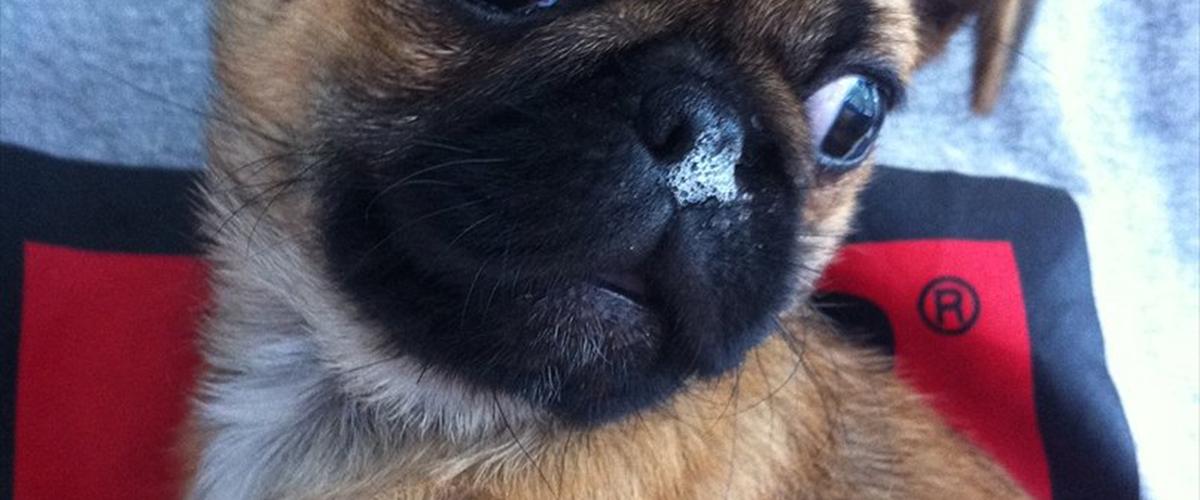 Blanding af racer Frk Ludwig Mops/griffon 2011 Hund er en meget