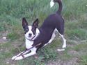 Blanding af racer Bella himmel hund