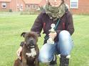 Staffordshire bull terrier Carlos