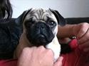 Mops Eddie