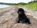 Newfoundlænder Ingrid (Star Qaulity's)