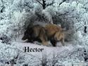 Tervueren Hector