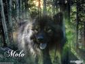 Eurasier Kærlundegård's V-Molo