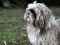 Shih tzu Taybes Laban