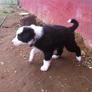 Border collie Balto