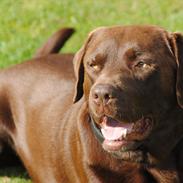 Labrador retriever Andy