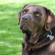 Labrador retriever Andy