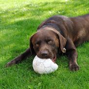 Labrador retriever Andy