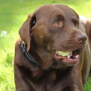 Labrador retriever Andy