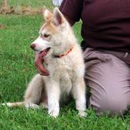 Siberian husky Robin