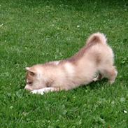 Siberian husky Robin