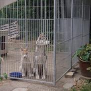 Siberian husky Robin