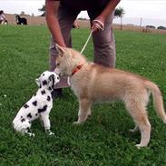 Siberian husky Robin
