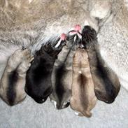 Siberian husky Robin