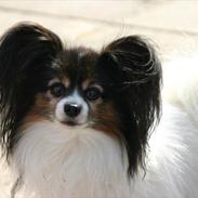 Papillon Arkibald