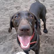 Korthåret hønsehund Senta