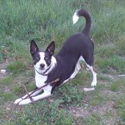 Blanding af racer Bella