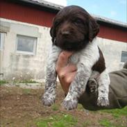 Kleiner münsterländer Ludvig