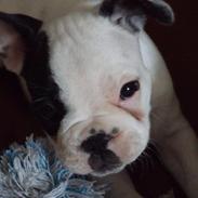 Fransk bulldog Hubert