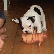 Fransk bulldog Hubert
