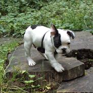 Fransk bulldog Hubert