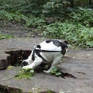 Fransk bulldog Hubert