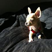 Chihuahua Malie
