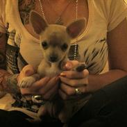 Chihuahua Malie