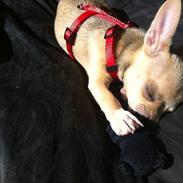 Chihuahua Malie