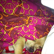 Chihuahua Malie
