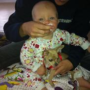 Chihuahua Malie