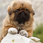 Pekingeser Dengse Ming Blach